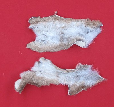 Picture of this lot Tanned Cougar Mountain Lion Heads, Feet, Tails, Pieces