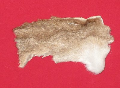 Picture of this lot Tanned Cougar Mountain Lion Heads, Feet, Tails, Pieces