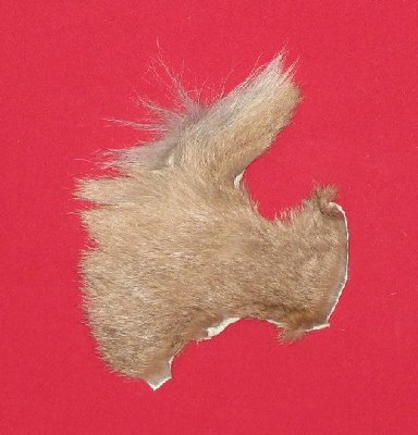 Picture of this lot Tanned Cougar Mountain Lion Heads, Feet, Tails, Pieces