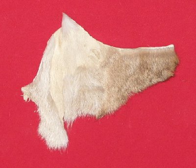 Picture of this lot Tanned Cougar Mountain Lion Heads, Feet, Tails, Pieces
