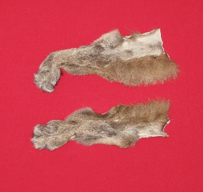 Picture of this lot Tanned Cougar Mountain Lion Heads, Feet, Tails, Pieces