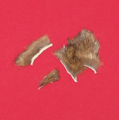 Picture of this lot Tanned Cougar Mountain Lion Heads, Feet, Tails, Pieces