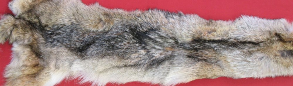 Tanned Furs COYOTE 6350 2542 Hideandfur tanned-furs-coyote-6350-2542-hideandfur