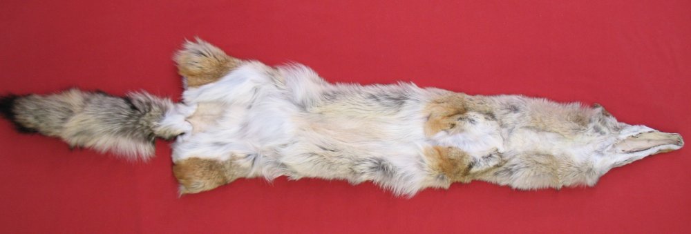 tanned-furs-coyote-6350-2542-hideandfur