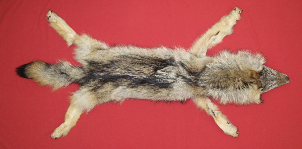Tanned Furs COYOTE (63502818)