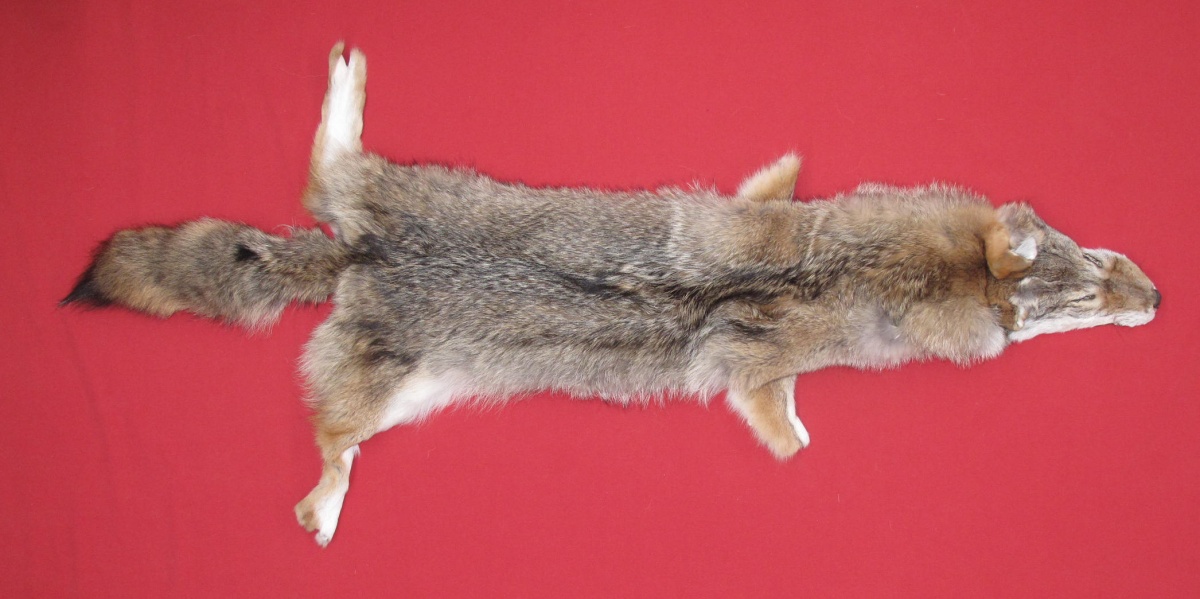 Tanned Furs COYOTE (63502856)