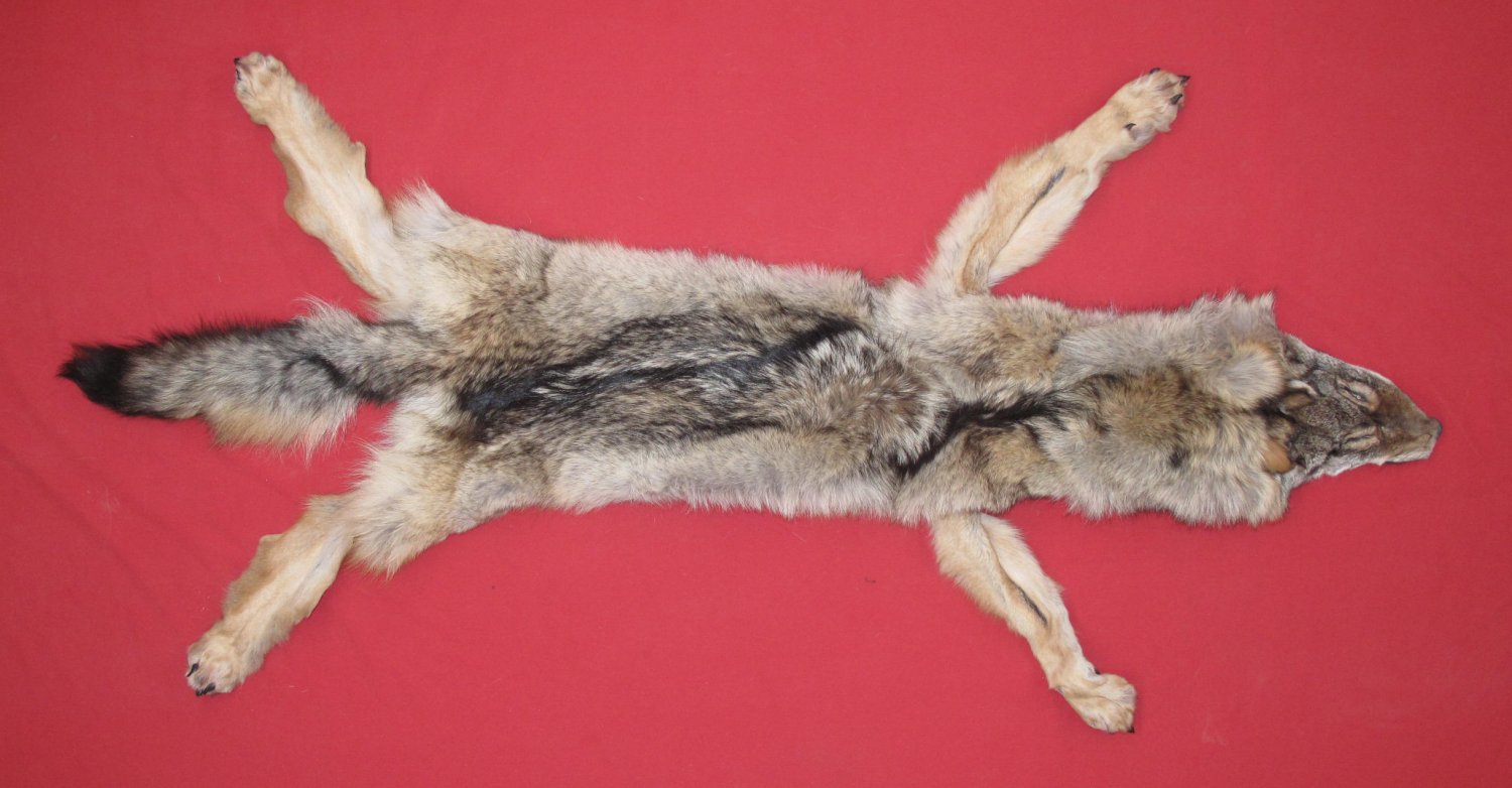 Tanned Furs COYOTE (63502977)