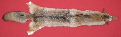 Tanned Coyote Hides, Pelts, Skins for sale by www.hideandfur.com