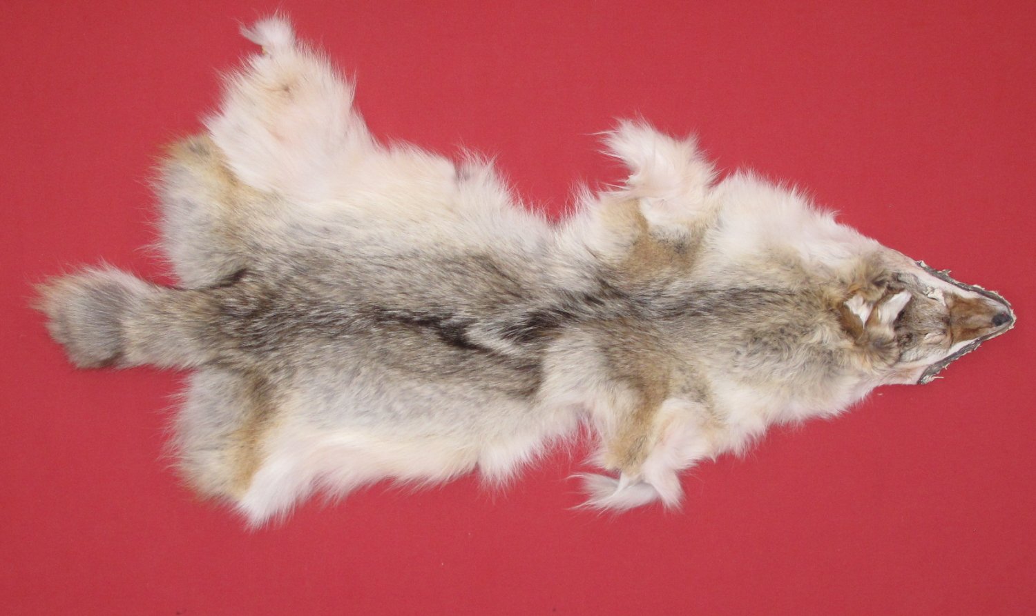 Tanned Furs COYOTE (63503834)