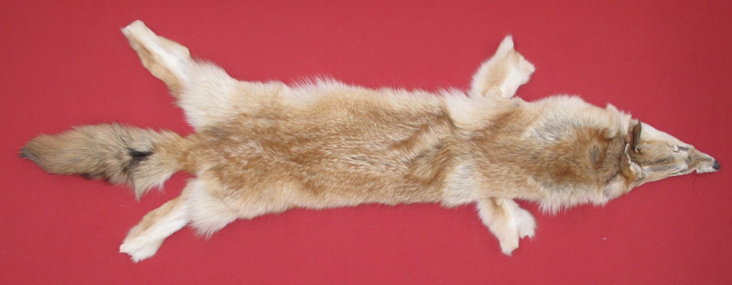 Tanned Furs COYOTE (63503884)