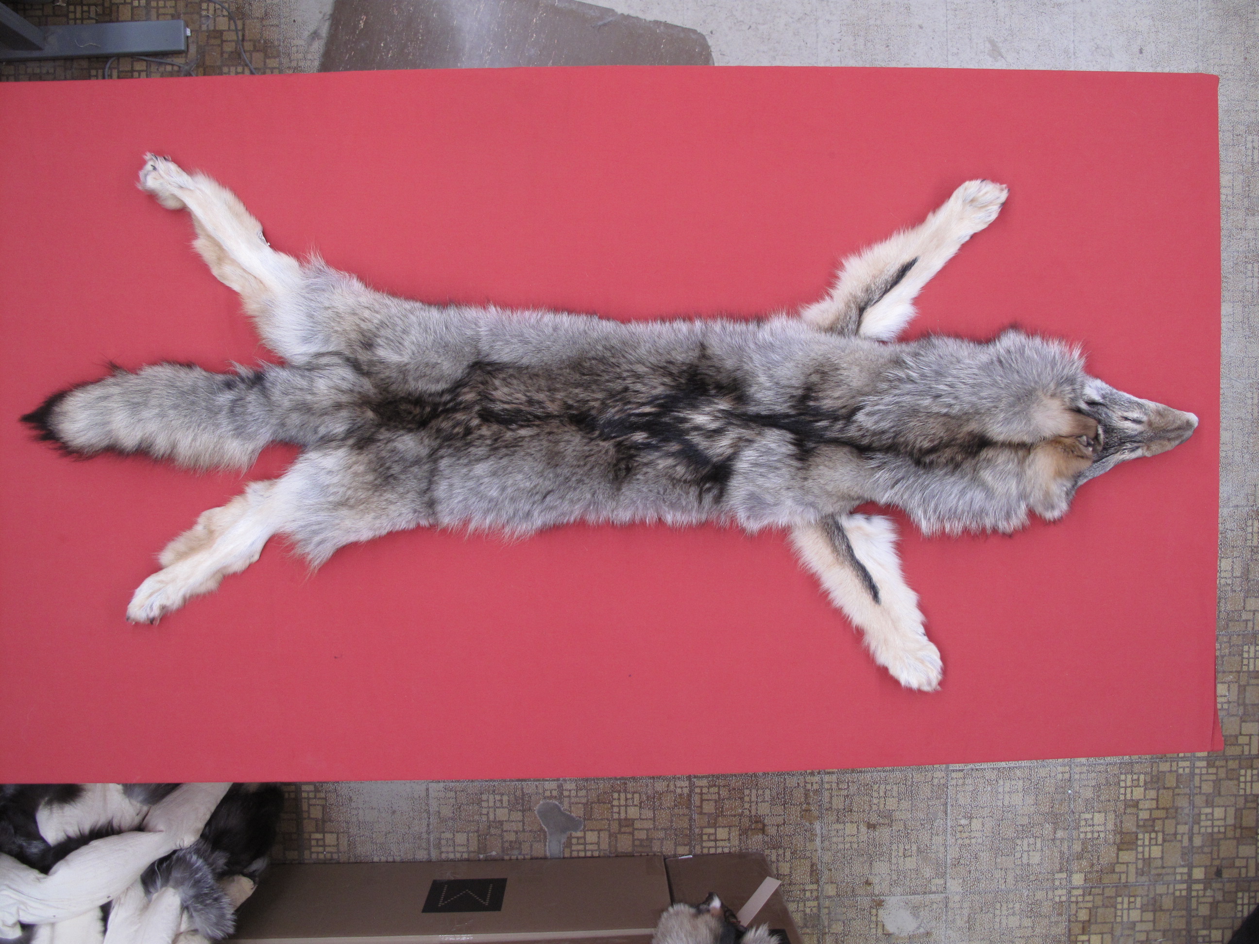 Tanned Furs COYOTE (63503896)