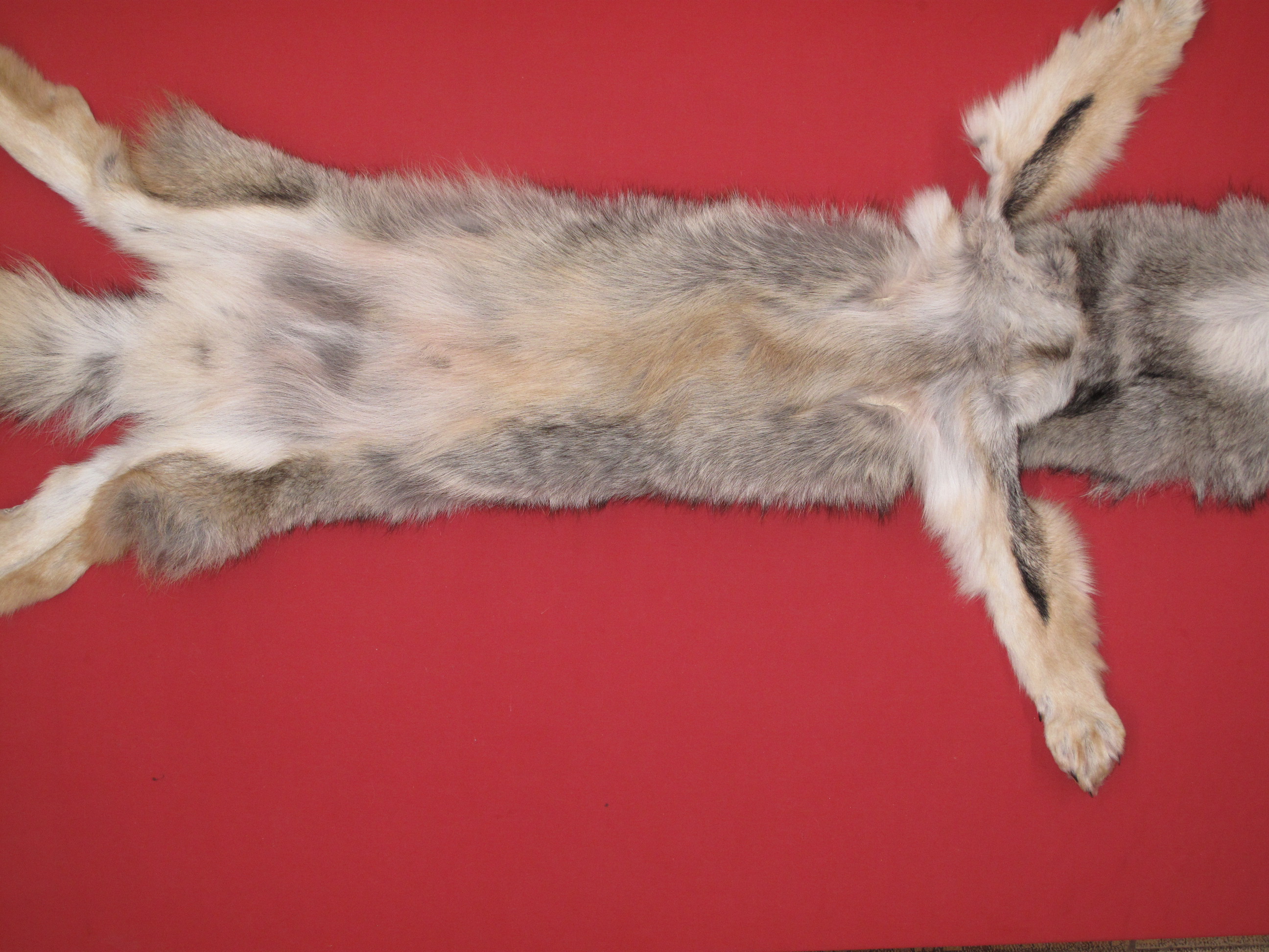 Tanned Furs COYOTE (63503896)