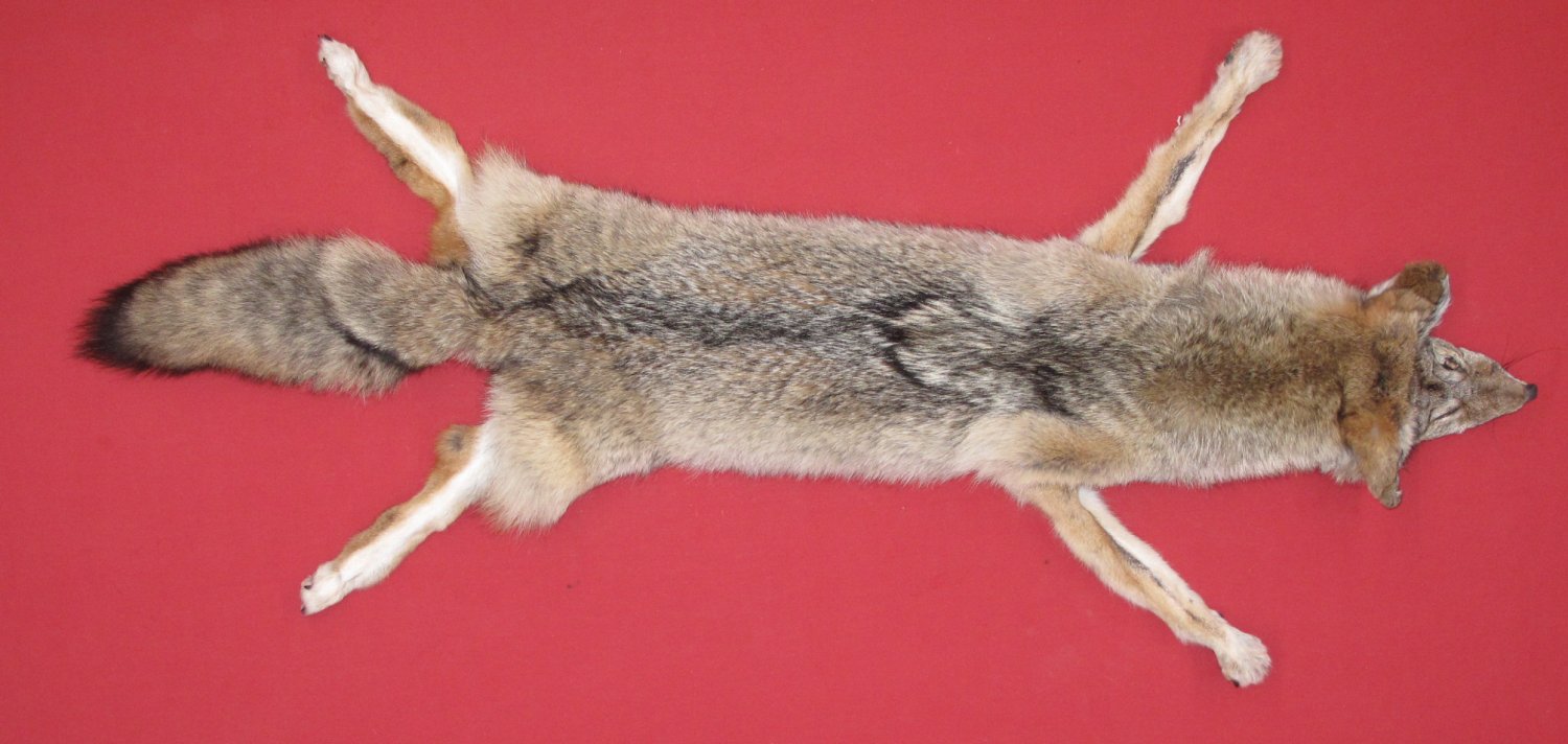 Tanned Furs COYOTE (63503917)