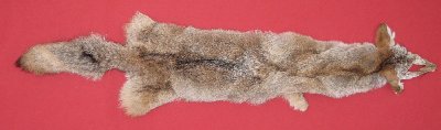 Tanned Minnesota Coyote Hide With Feet & Claws – Pink Tag, Real Fur Pelt