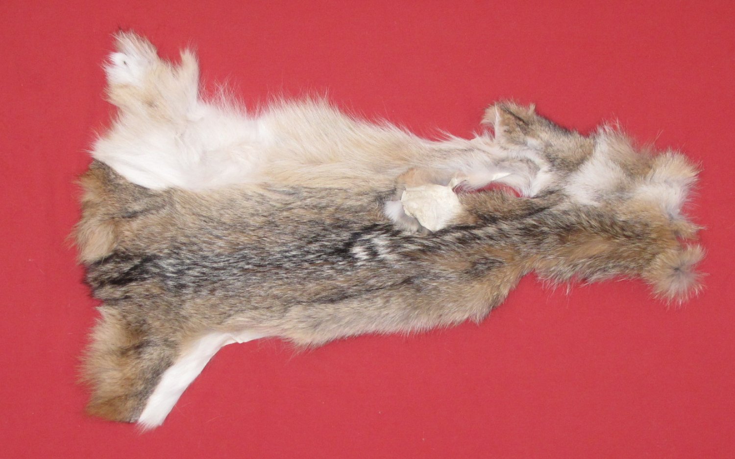 tanned-furs-coyote-6350-3939-hideandfur