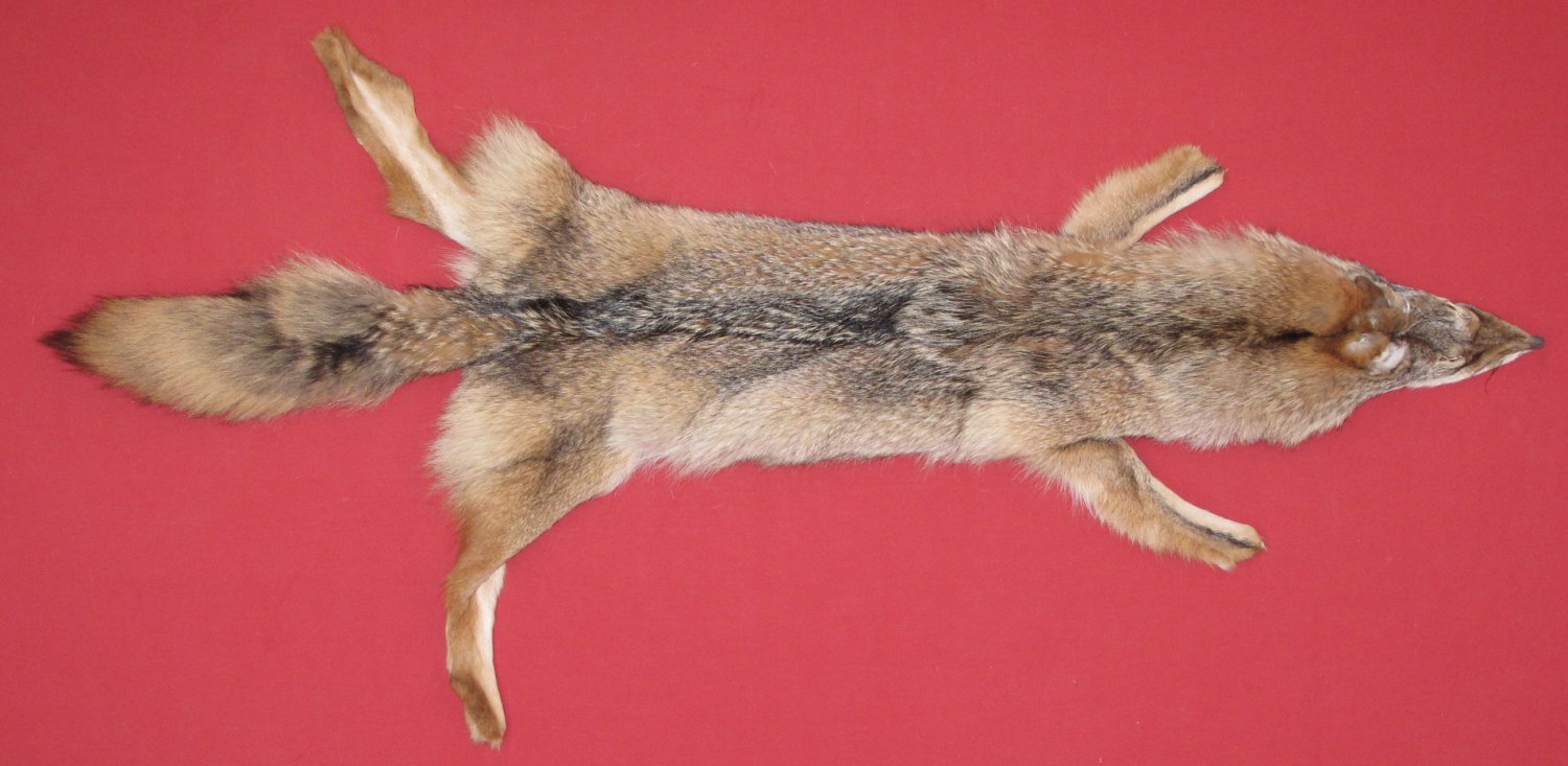 Tanned Furs COYOTE (63503944)