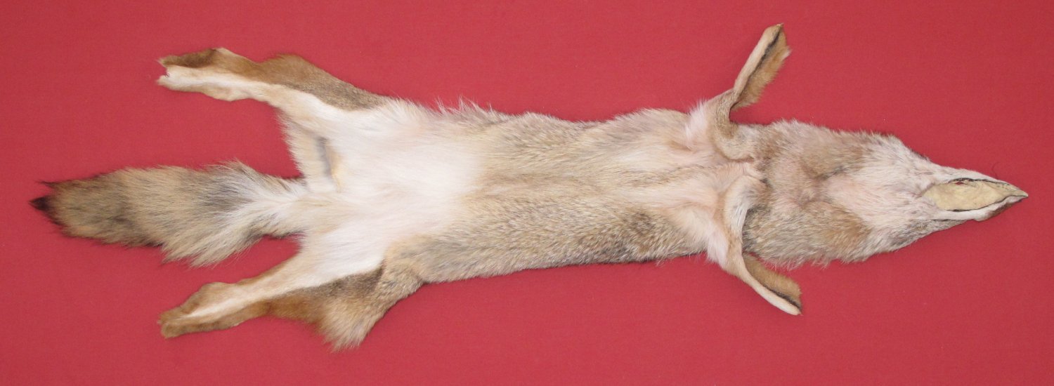 Tanned Furs COYOTE (63503944)