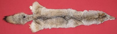 Tanned Minnesota Coyote Hide With Feet & Claws - Pink Tag - 1 Hide Only
