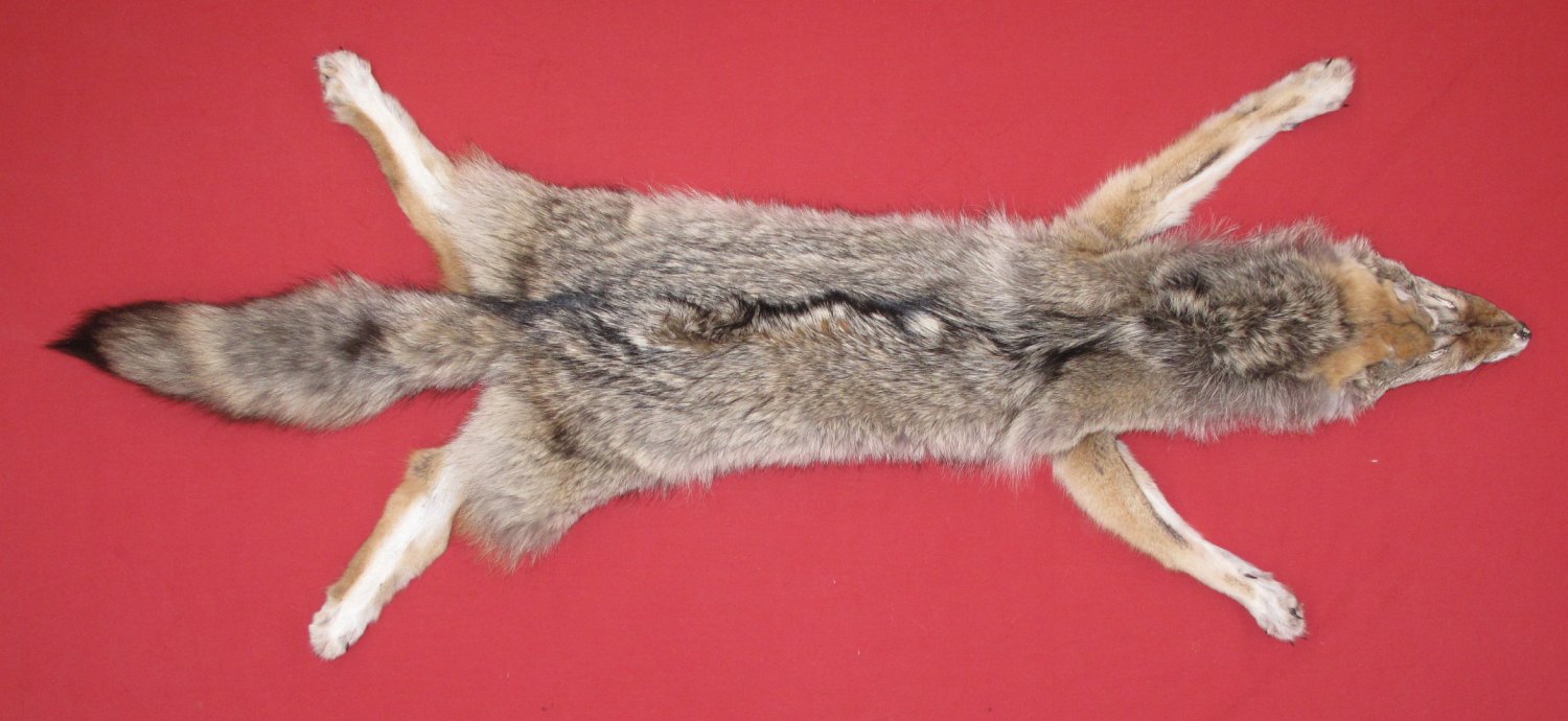 Tanned Furs COYOTE (63503955)