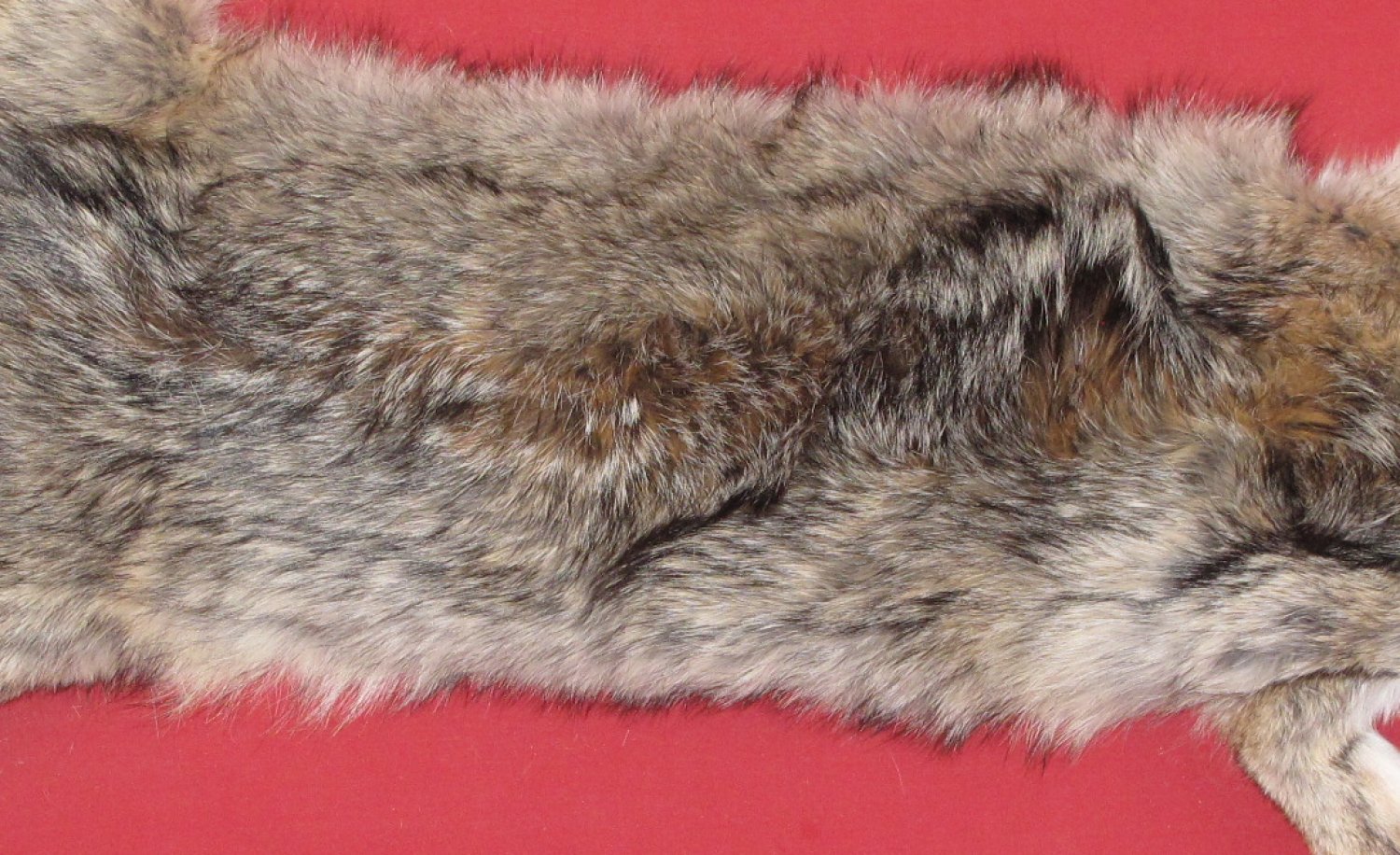 Tanned Furs COYOTE (63504001)