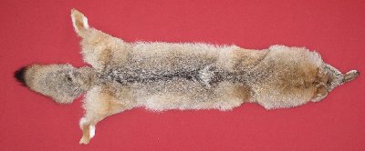 Picture of this lot Tanned Coyote Hides, Pelts, Skins