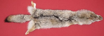Picture of this lot Tanned Coyote Hides, Pelts, Skins