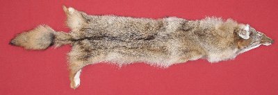 Picture of this lot Tanned Coyote Hides, Pelts, Skins