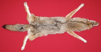 Picture of this lot Tanned Coyote Hides, Pelts, Skins