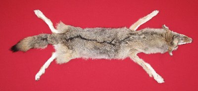Picture of this lot Tanned Coyote Hides, Pelts, Skins