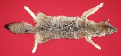 Picture of this lot Tanned Coyote Hides, Pelts, Skins