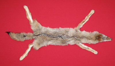 Picture of this lot Tanned Coyote Hides, Pelts, Skins