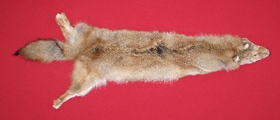 Picture of this lot Tanned Coyote Hides, Pelts, Skins