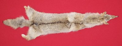 Picture of this lot Tanned Coyote Hides, Pelts, Skins