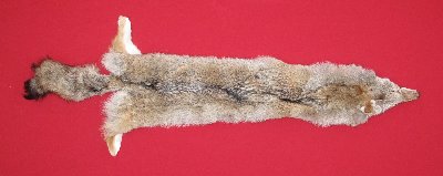 Picture of this lot Tanned Coyote Hides, Pelts, Skins