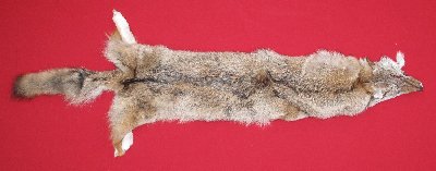 Picture of this lot Tanned Coyote Hides, Pelts, Skins