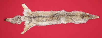 Picture of this lot Tanned Coyote Hides, Pelts, Skins