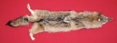 Picture of this lot Tanned Coyote Hides, Pelts, Skins