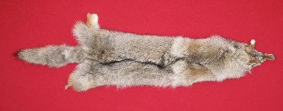 Picture of this lot Tanned Coyote Hides, Pelts, Skins