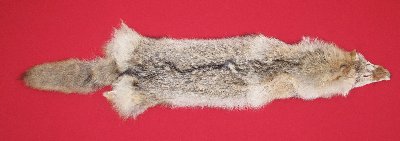 Picture of this lot Tanned Coyote Hides, Pelts, Skins