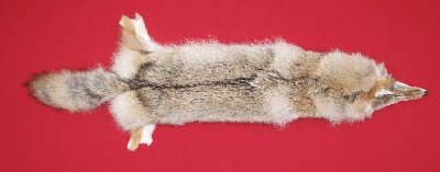 Picture of this lot Tanned Coyote Hides, Pelts, Skins