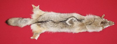 Picture of this lot Tanned Coyote Hides, Pelts, Skins