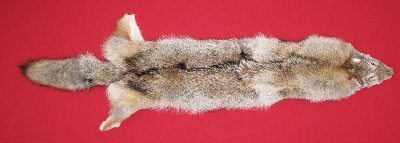 Picture of this lot Tanned Coyote Hides, Pelts, Skins