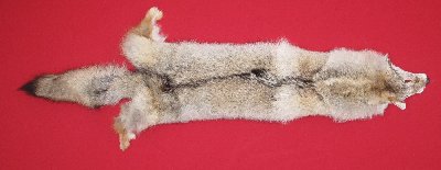 Picture of this lot Tanned Coyote Hides, Pelts, Skins