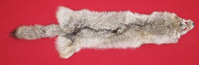 Picture of this lot Tanned Coyote Hides, Pelts, Skins