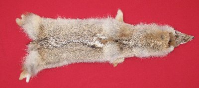 Picture of this lot Tanned Coyote Hides, Pelts, Skins
