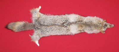 Picture of this lot Tanned Coyote Hides, Pelts, Skins