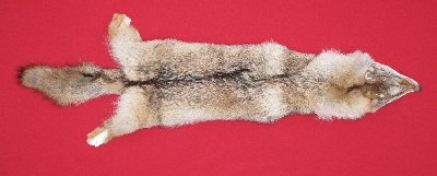 Picture of this lot Tanned Coyote Hides, Pelts, Skins