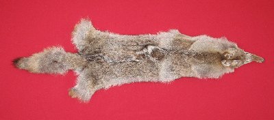 Picture of this lot Tanned Coyote Hides, Pelts, Skins