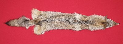 Picture of this lot Tanned Coyote Hides, Pelts, Skins
