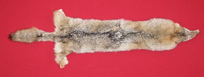 Picture of this lot Tanned Coyote Hides, Pelts, Skins